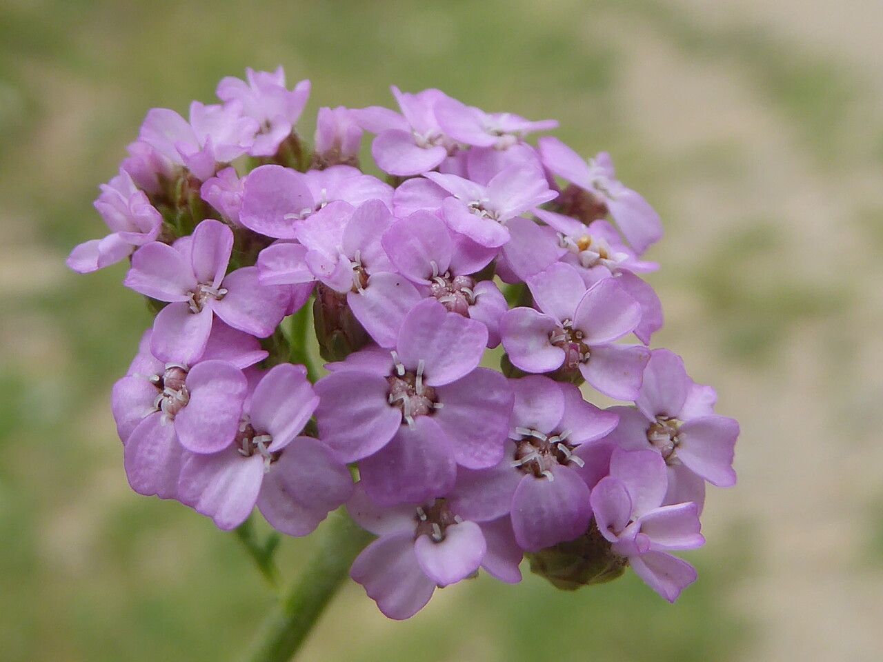 Achillea roseo-alba flower