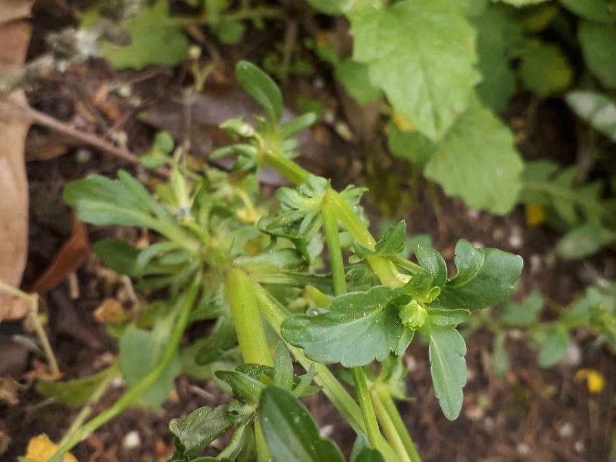 Viola douglasii — search result for 'Viola'