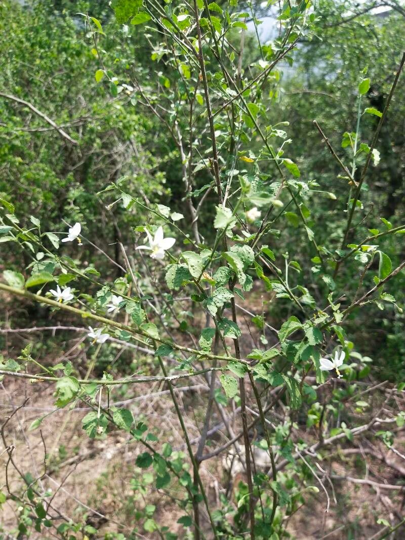Hibiscus phoeniceus flower