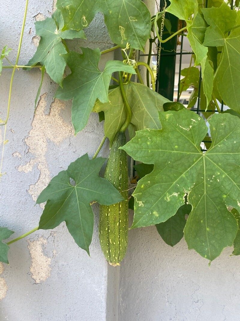 Luffa aegyptiaca leaf