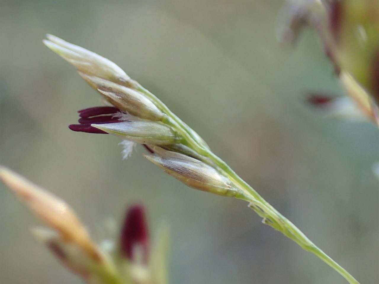 Sporobolus pungens flower