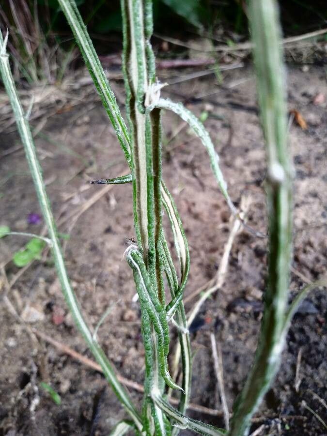 Pterocaulon virgatum — houseplant care guide