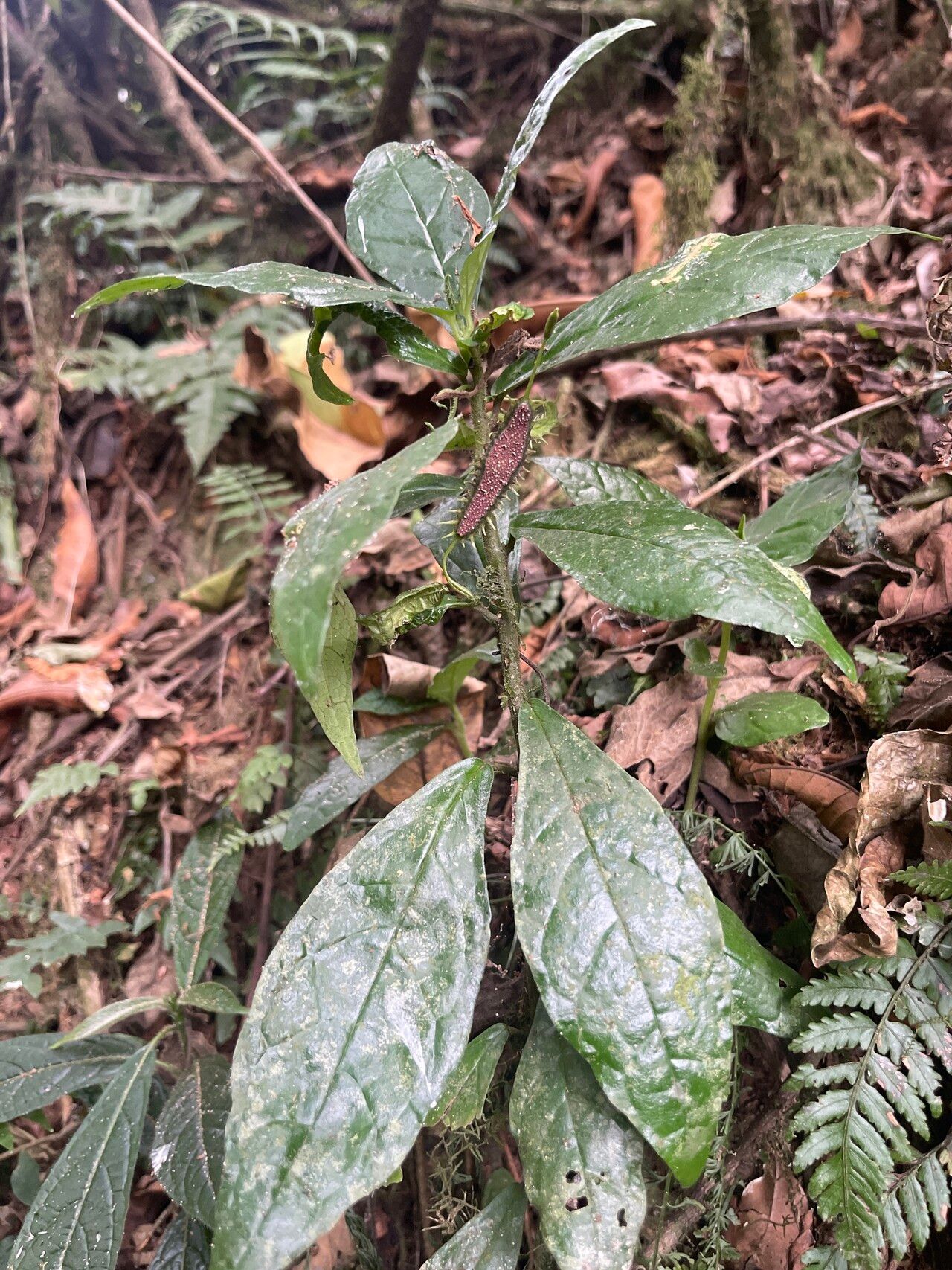 Dorstenia nyungwensis habit