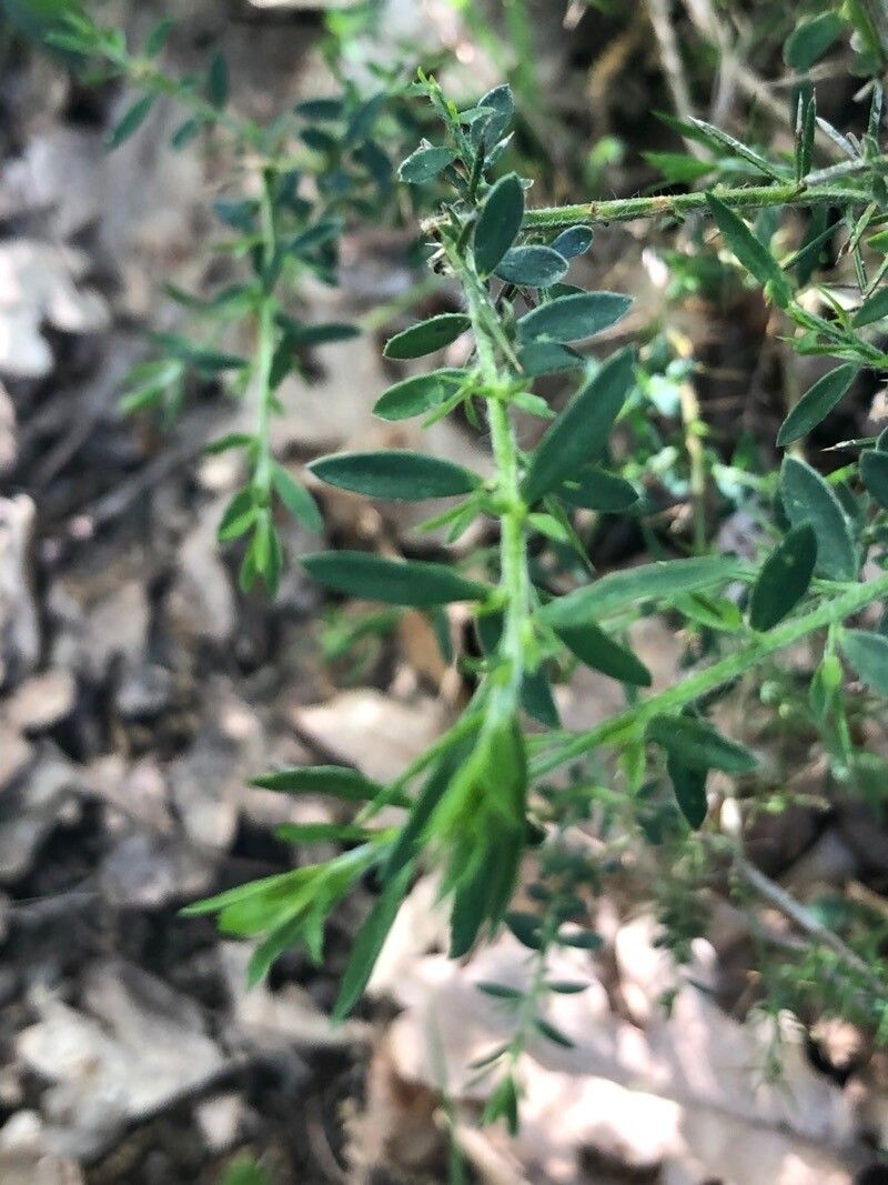 Genista falcata leaf