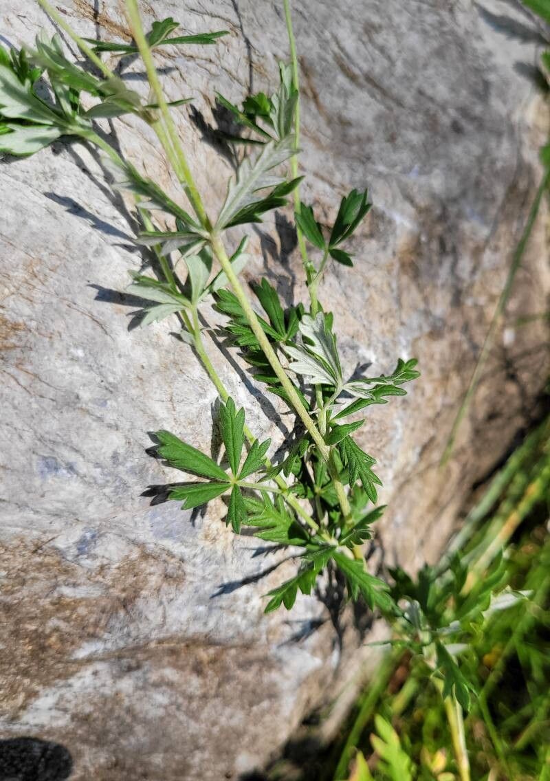 Potentilla virgata — houseplant care guide