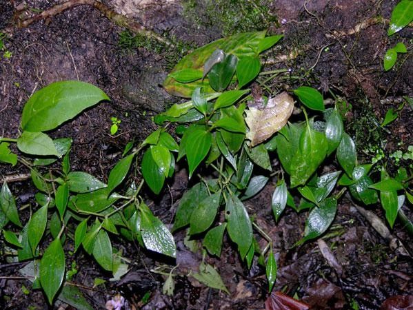 Peperomia pseudopereskiifolia habit