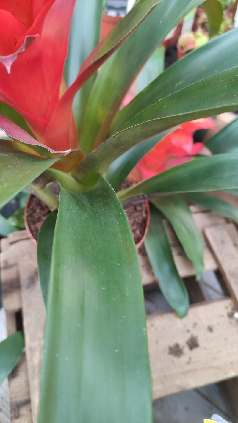 Guzmania spp. leaf