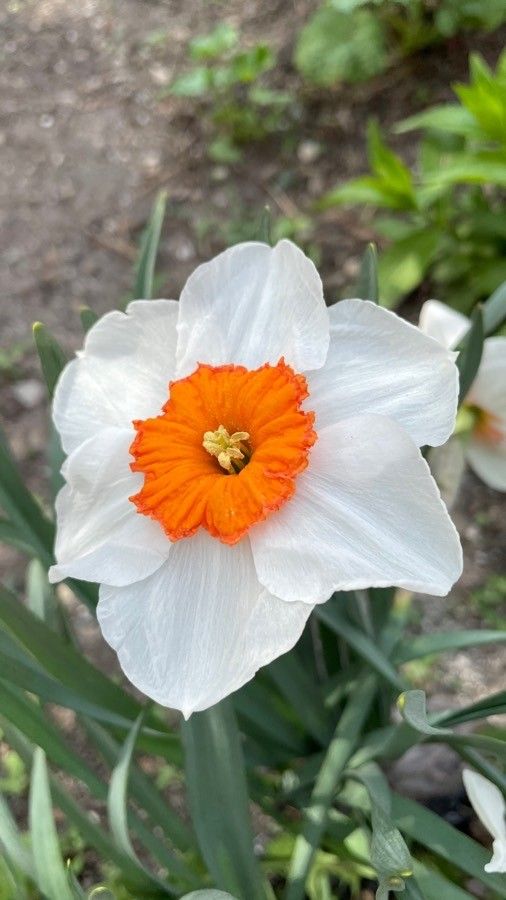 Narcissus × medioluteus flower