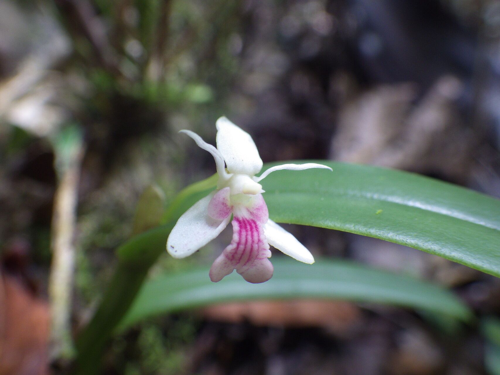Dendrobium arfakense — houseplant care guide