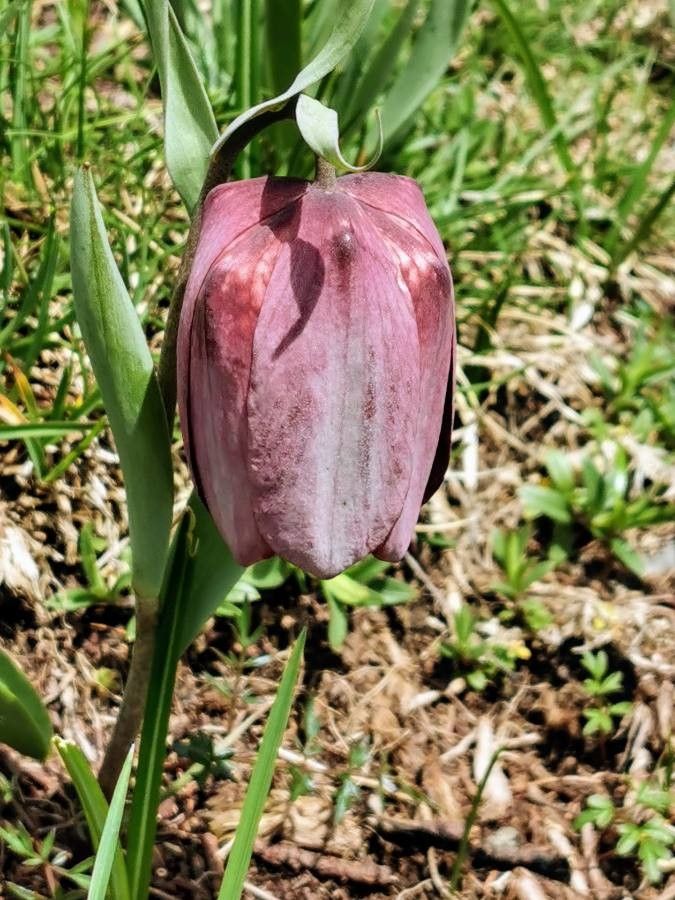 Fritillaria tubiformis flower