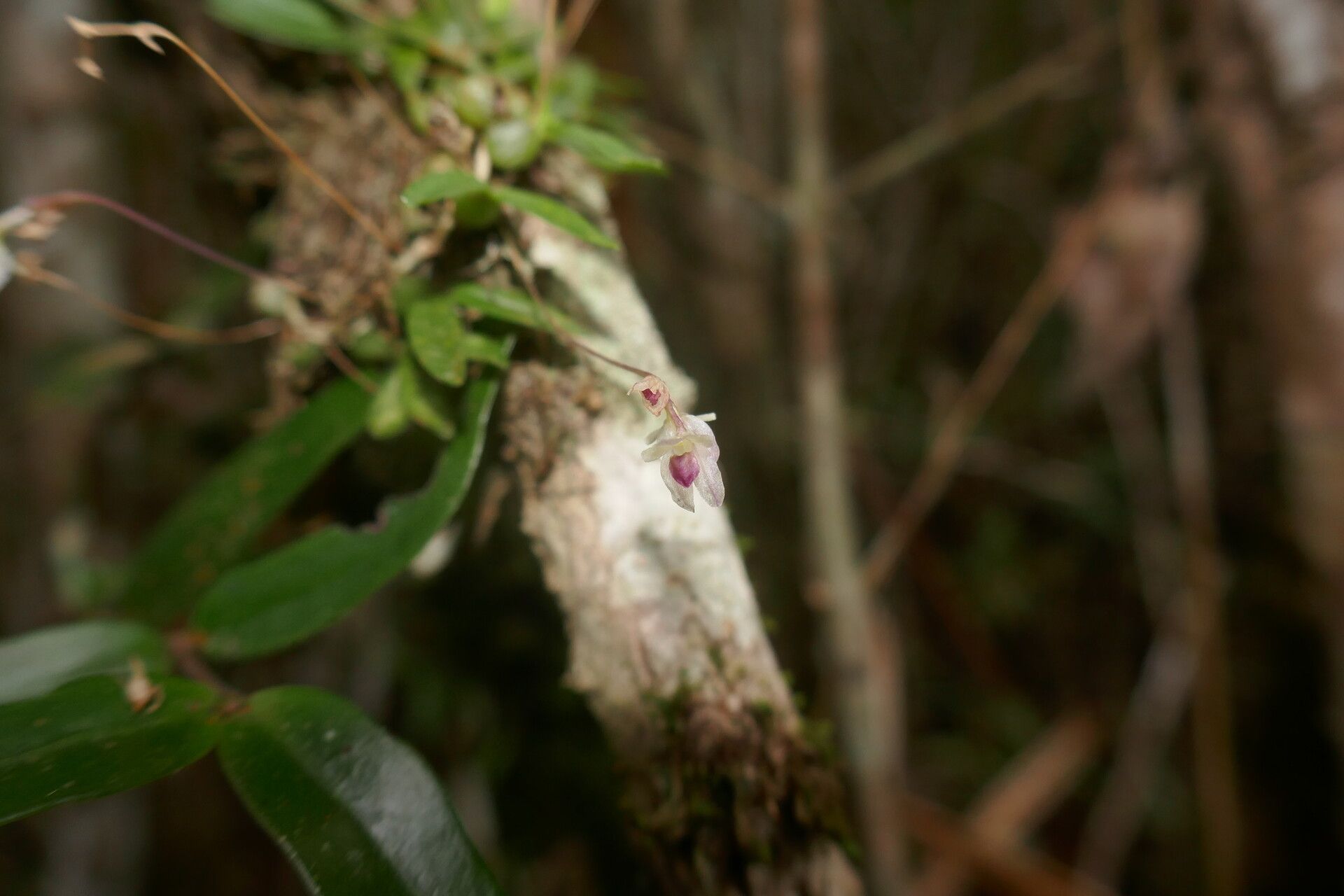 Bulbophyllum trilineatum — houseplant care guide