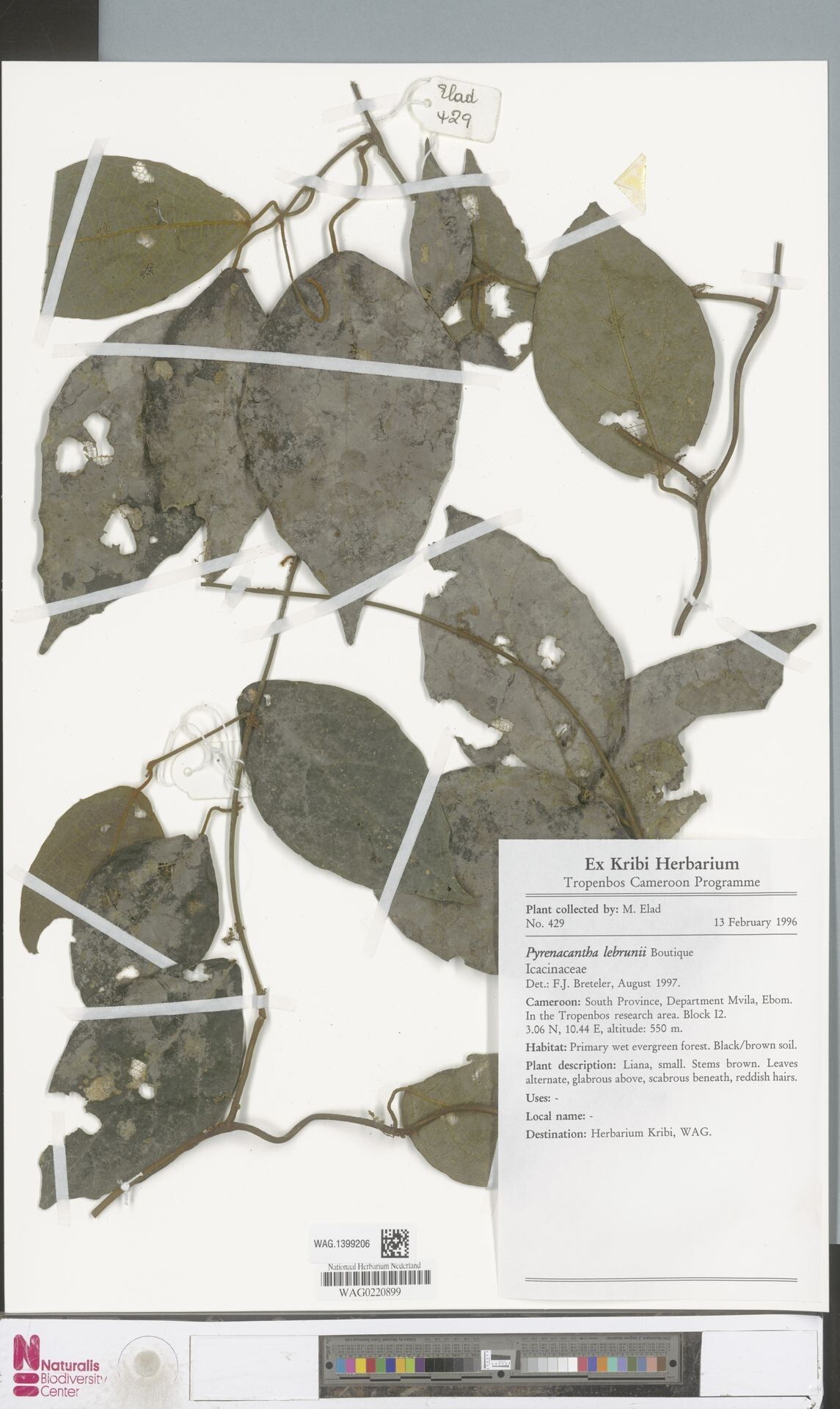 Pyrenacantha lebrunii — houseplant care guide