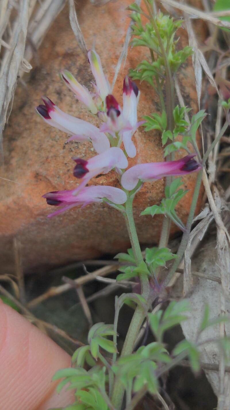 Fumaria munbyi flower