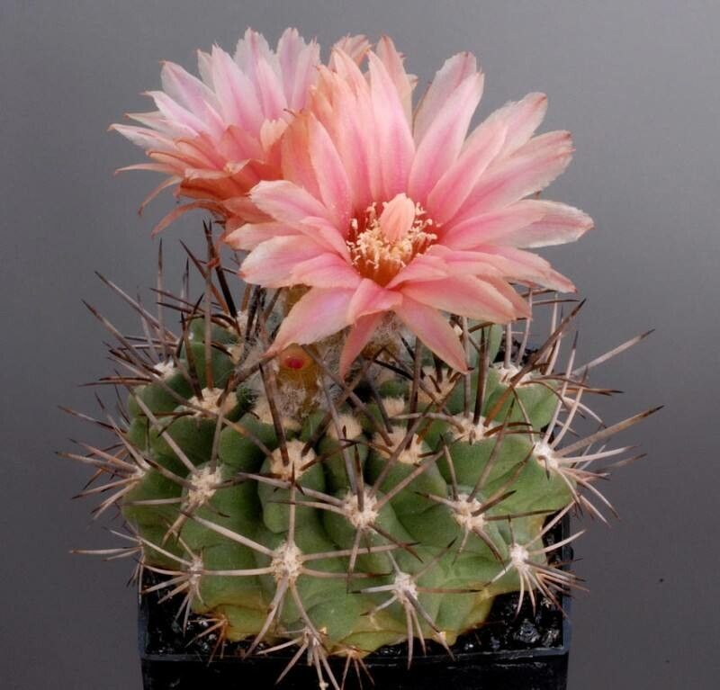 Eriosyce simulans flower