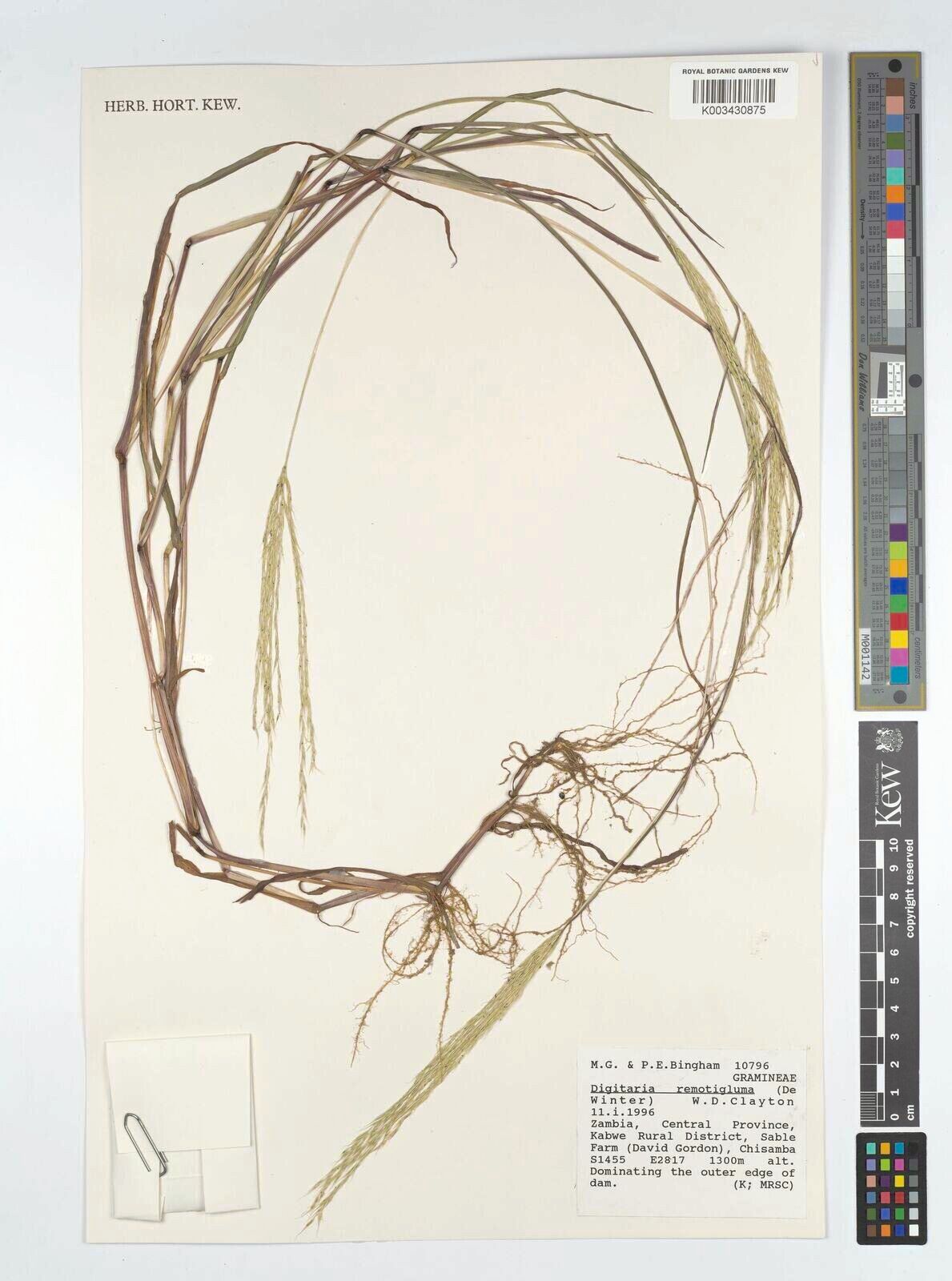 Digitaria remotigluma — houseplant care guide