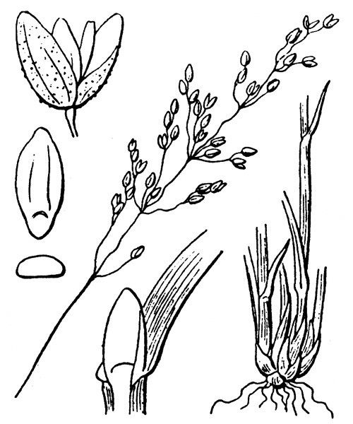 Milium vernale other