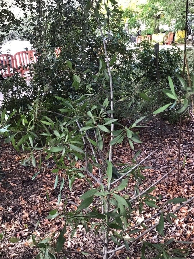 Rhamnus lycioides — search result for 'Rhamnaceae'