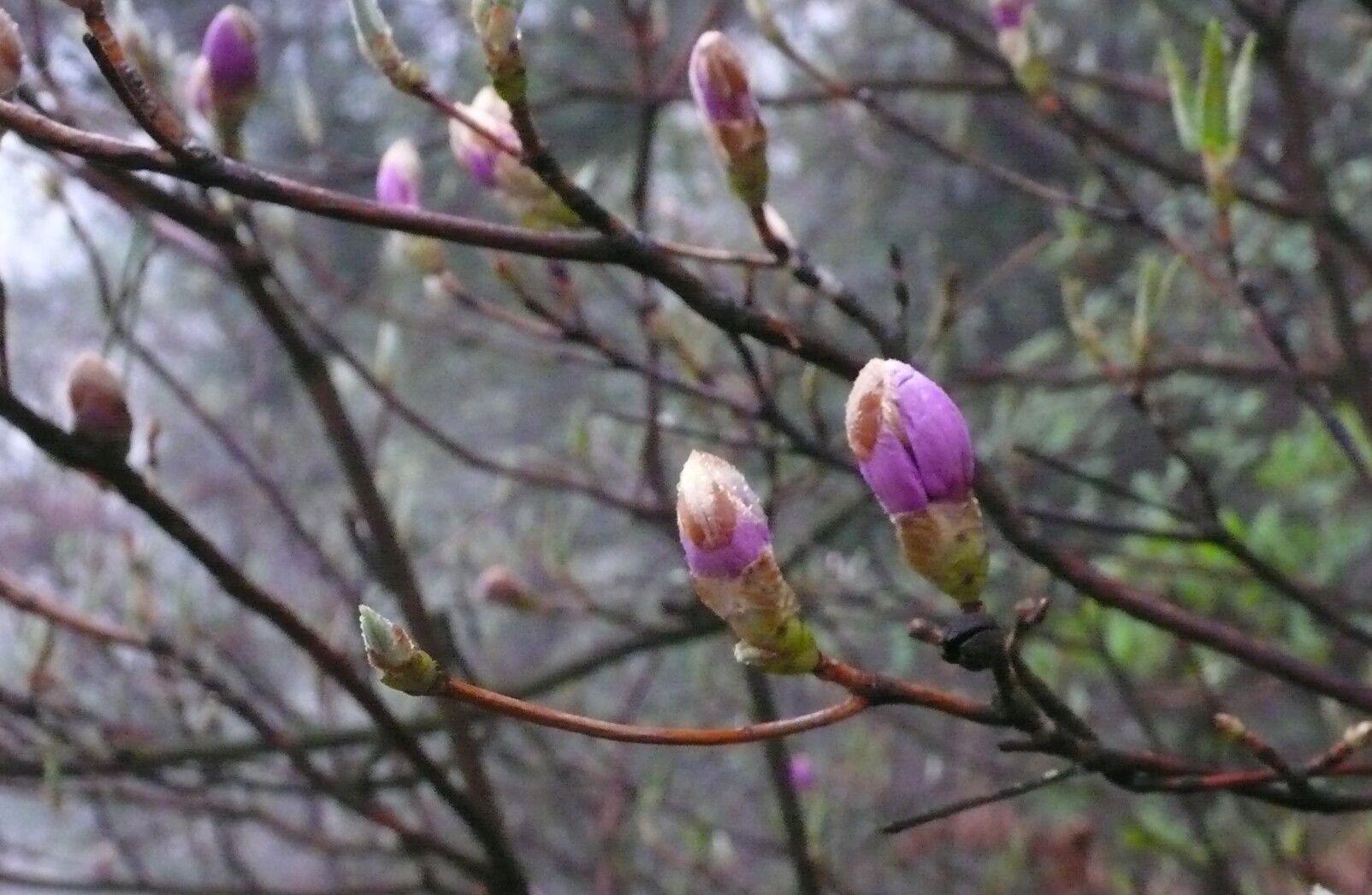 Rhododendron mariesii flower