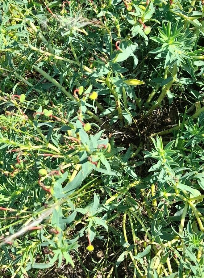 Euphorbia portulacoides habit