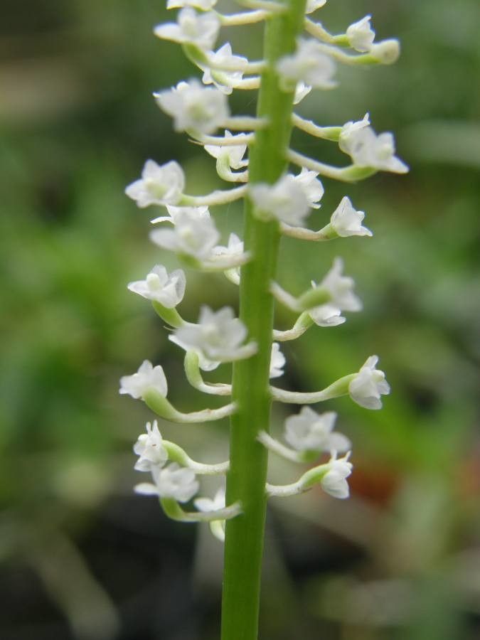 Phreatia micrantha flower