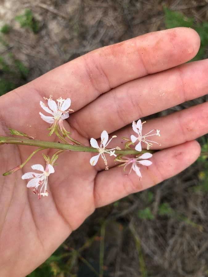 Gaura angustifolia flower