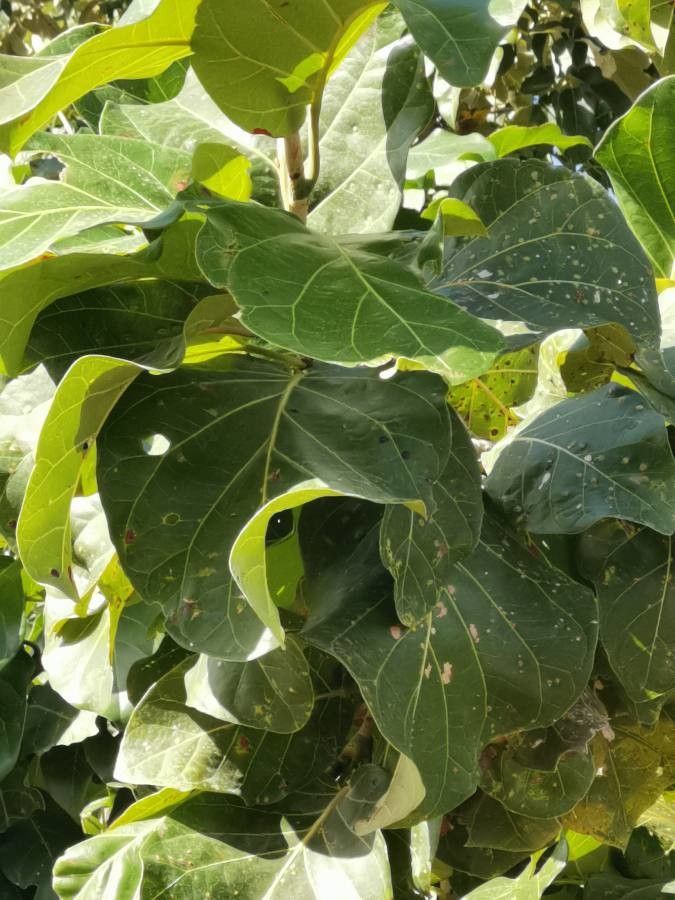 Coccoloba spicata leaf