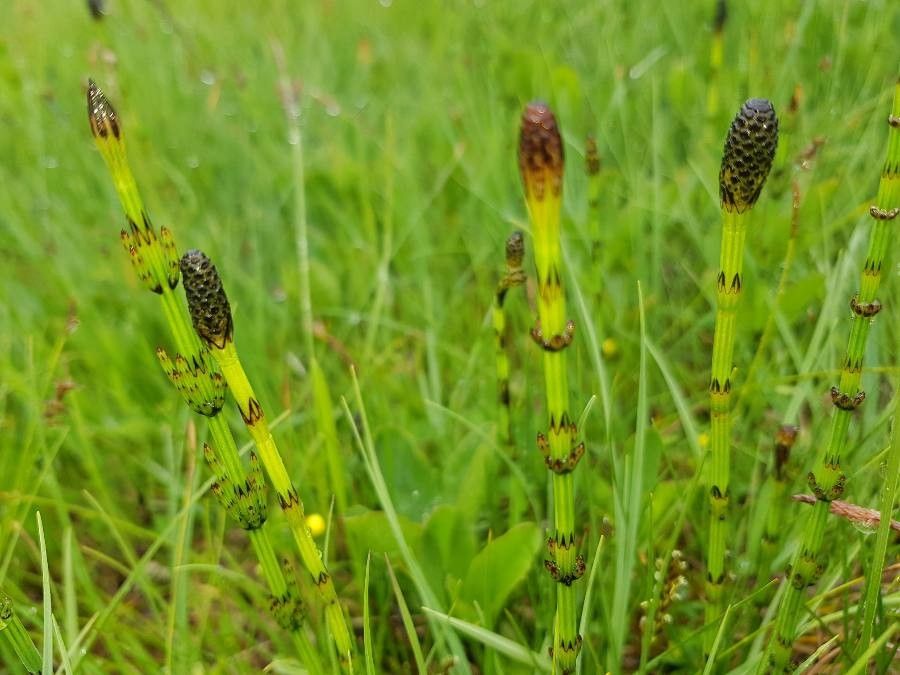 Equisetum palustre fruit