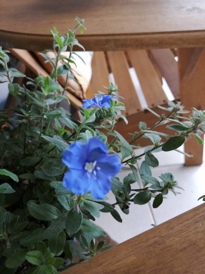 Evolvulus alsinoides flower