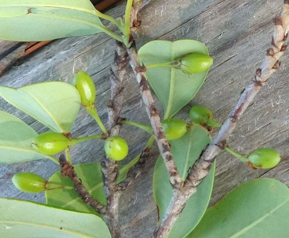 Erythroxylum argentinum fruit