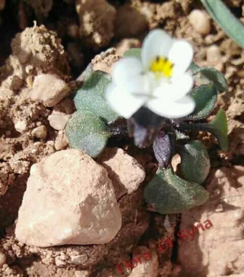 Viola parvula flower