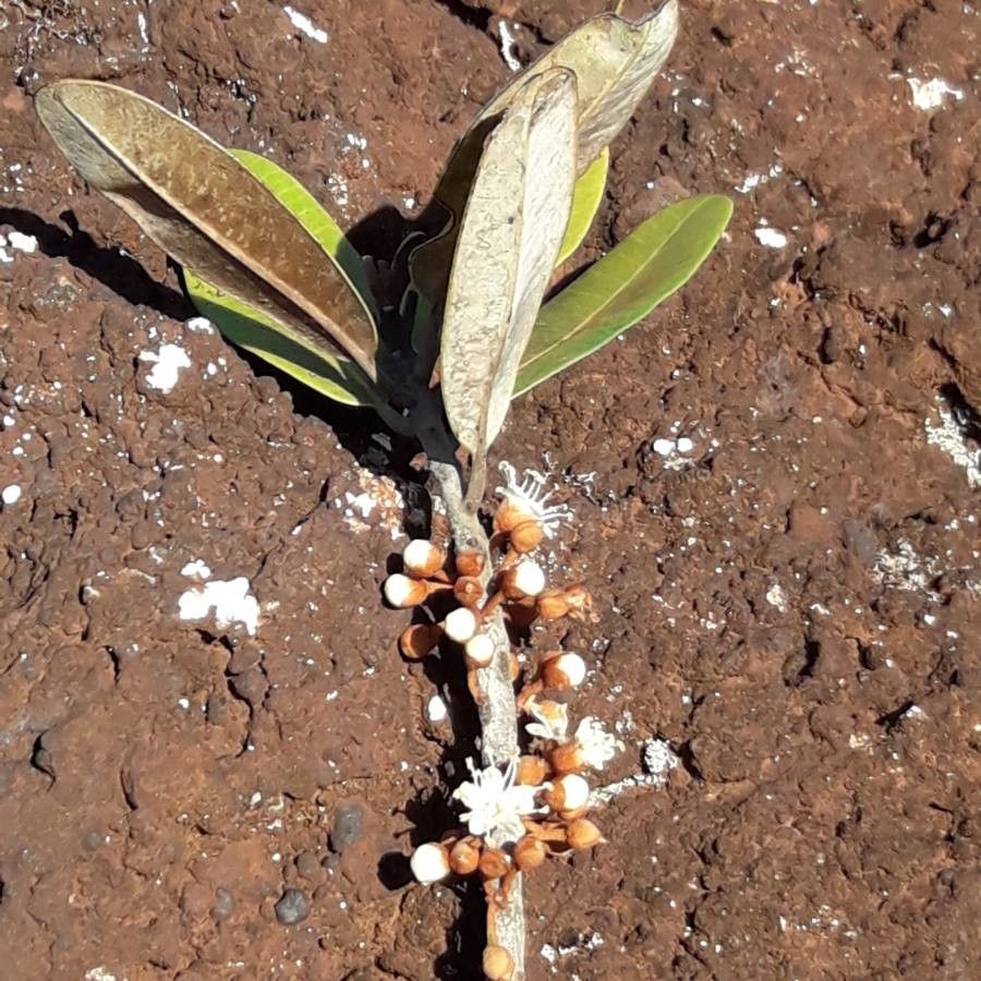 Pycnandra controversa — houseplant care guide