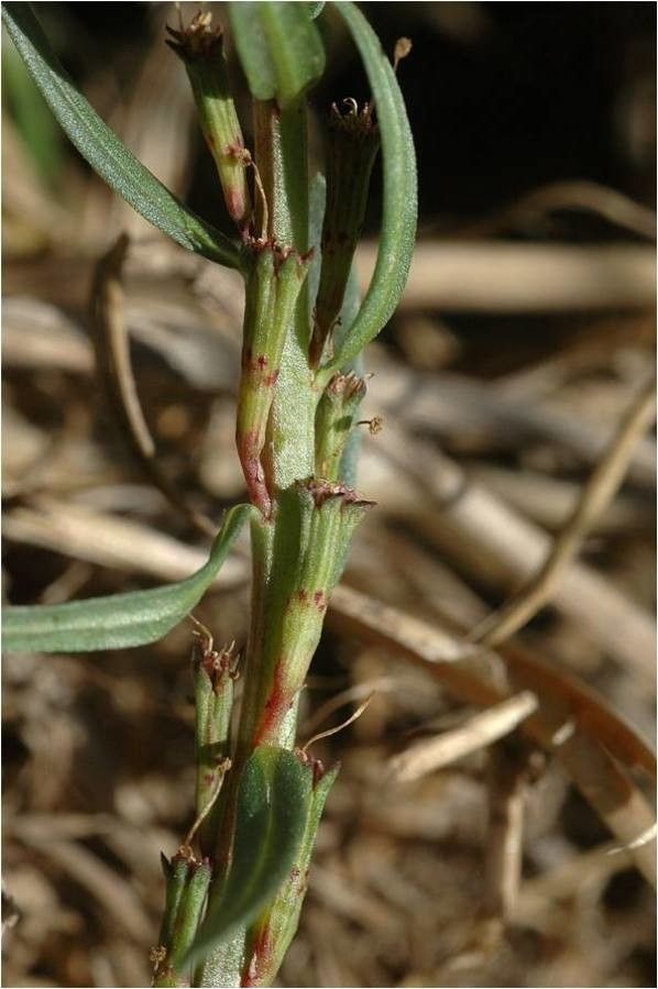 Lythrum junceum fruit