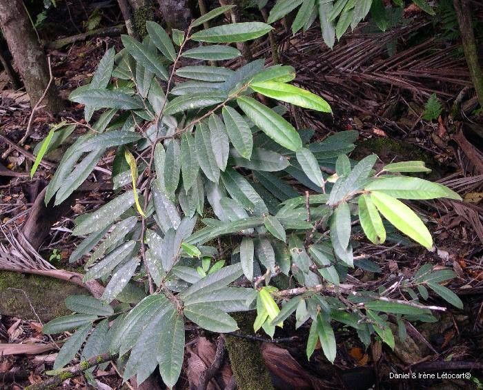 Ficus pteroporum habit