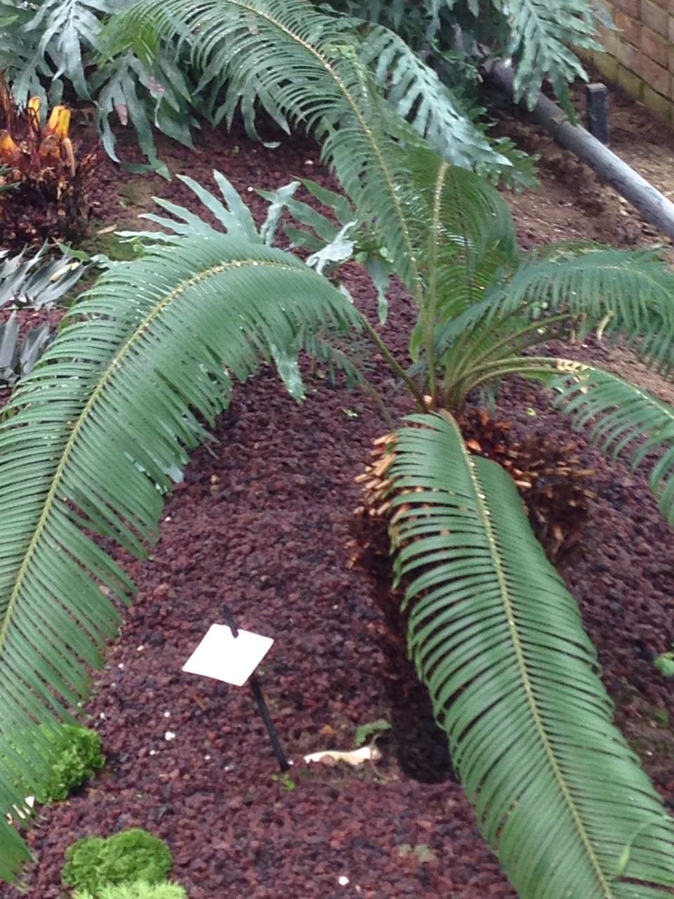 Cycas taitungensis habit