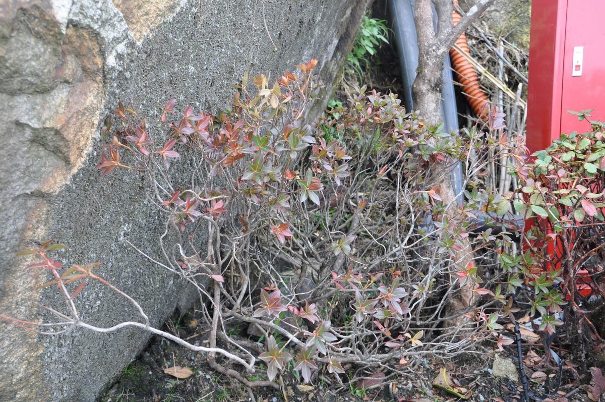 Rhododendron crenulatum — houseplant care guide