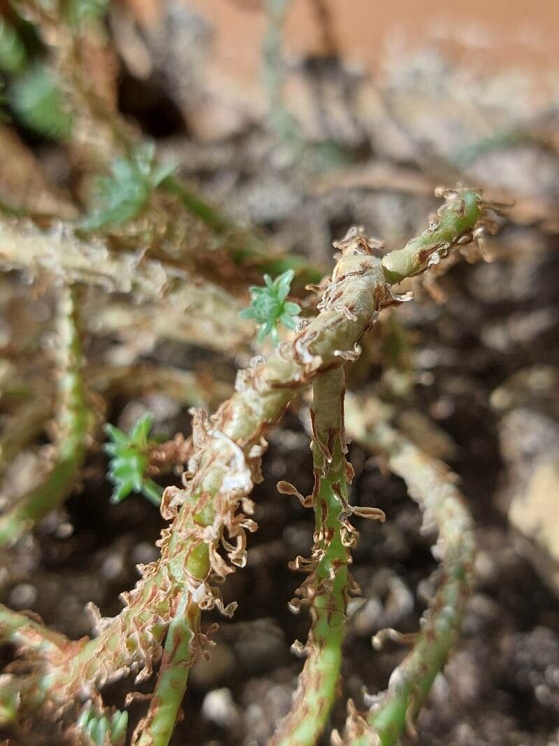 Sedum multiceps bark