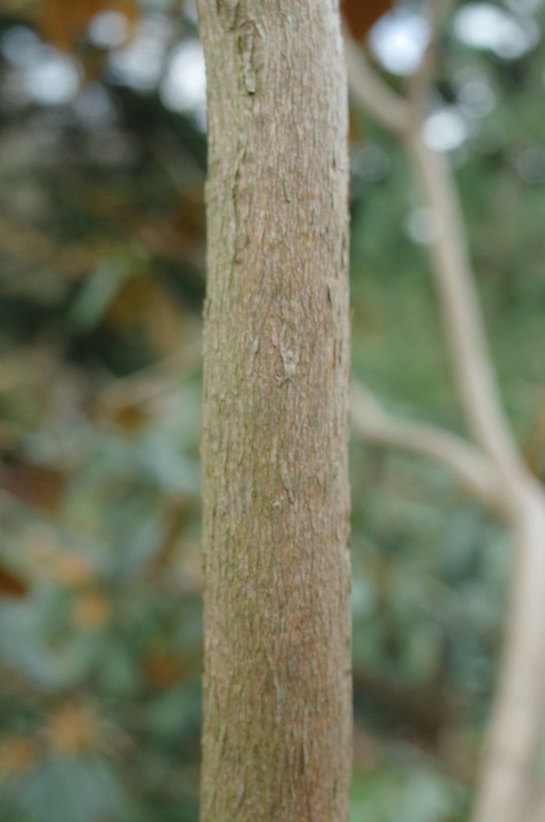 Rhododendron fulvum bark