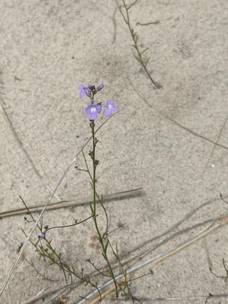 Nuttallanthus floridanus habit