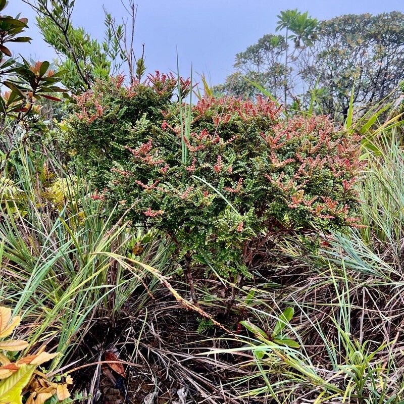 Cunonia pterophylla habit