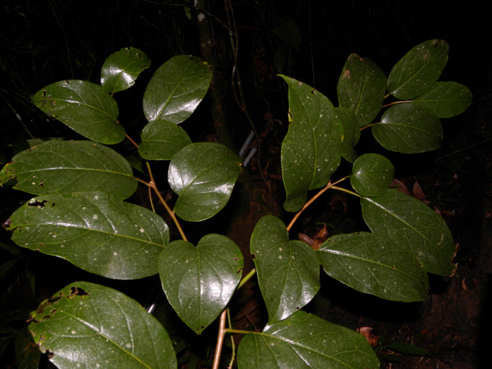 Solanum circinatum — houseplant care guide