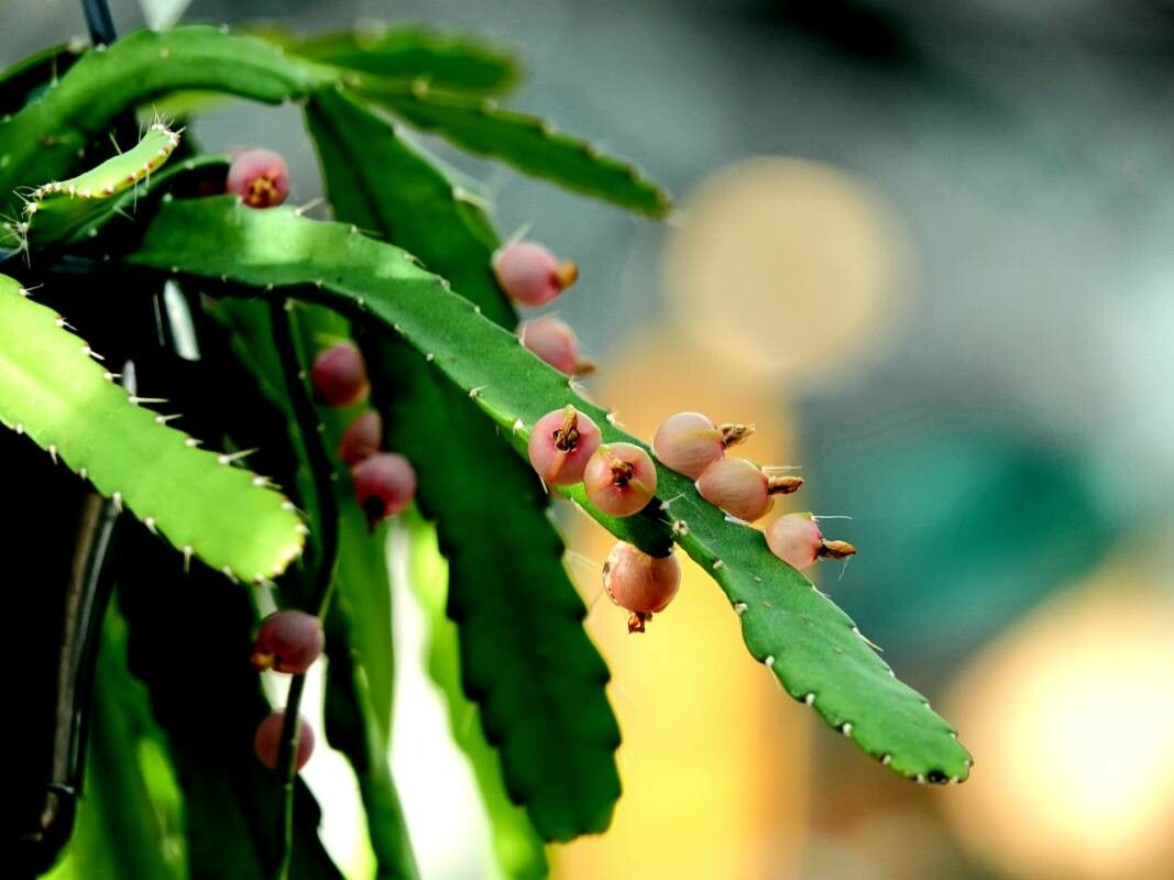 Rhipsalis monacantha flower