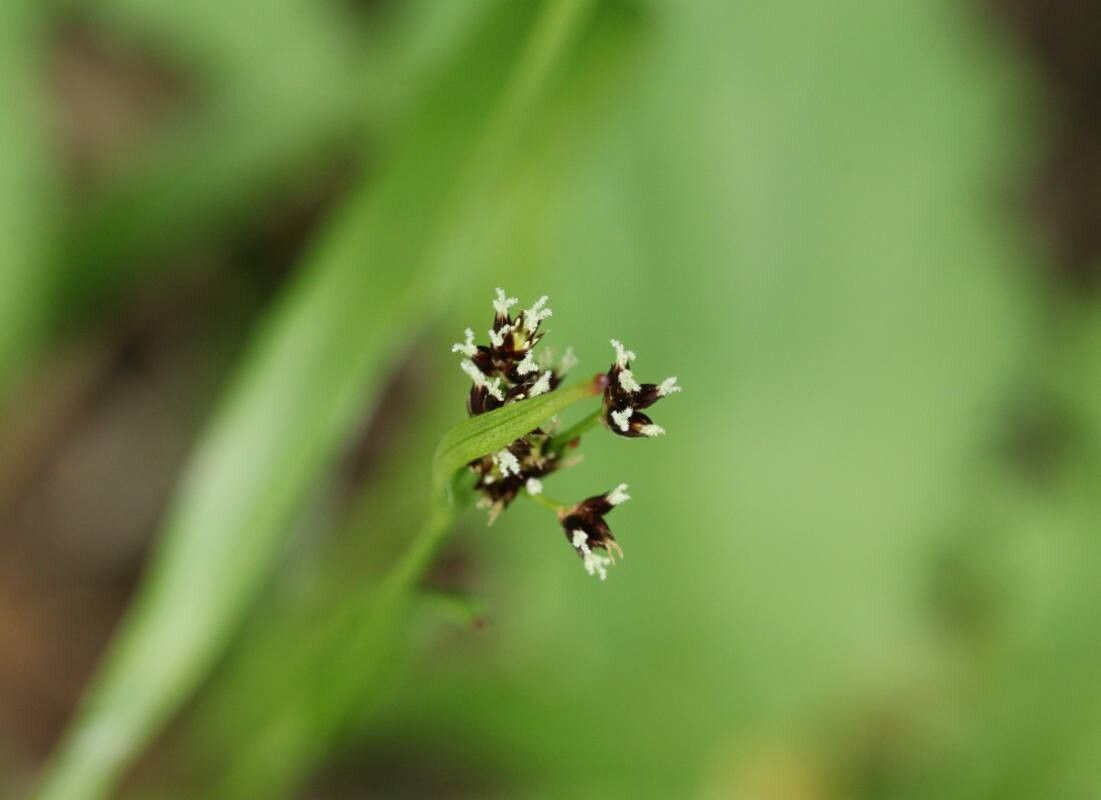 Luzula oligantha flower