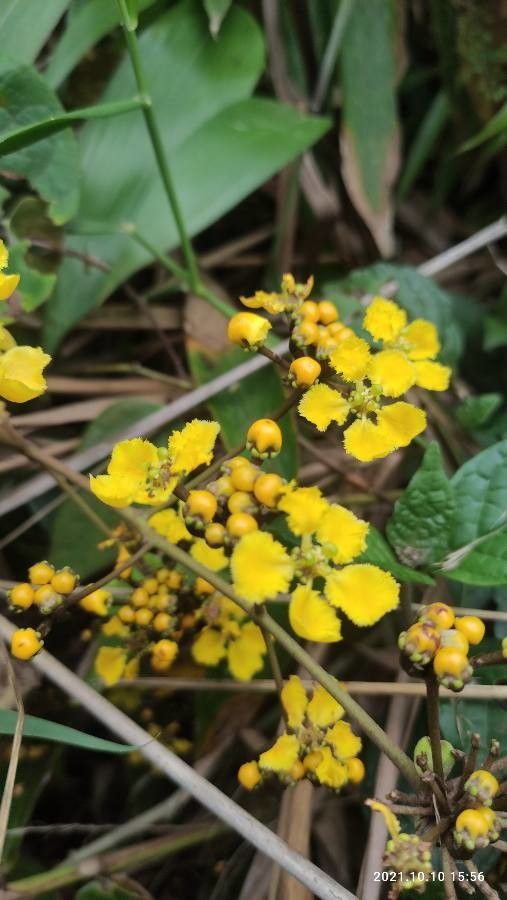Stigmaphyllon diversifolium flower