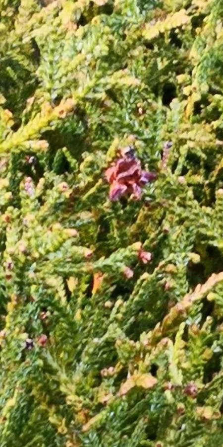 Thujopsis dolabrata fruit