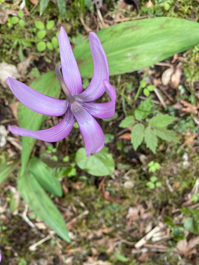 Erythronium japonicum — search result for 'Erythronium'