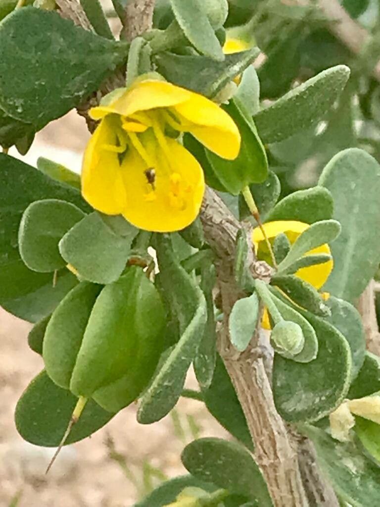 Zygophyllum atriplicoides flower