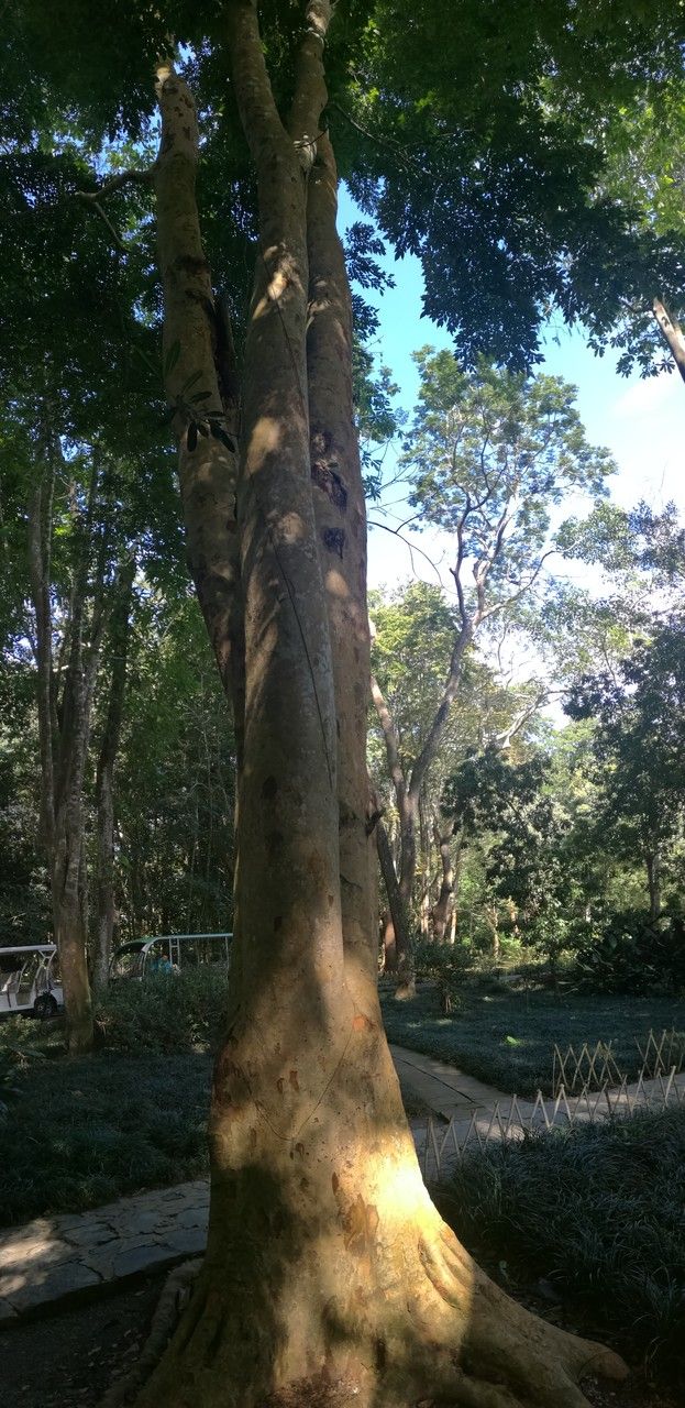 Xeroderris stuhlmannii bark