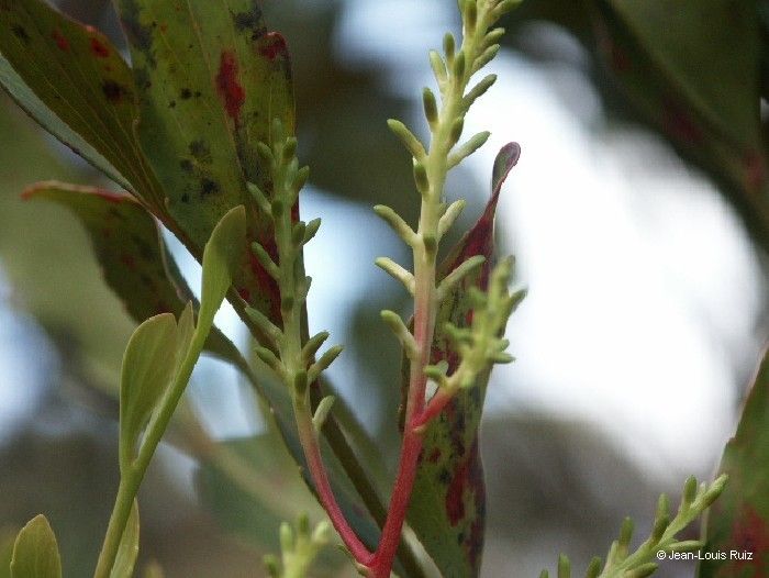 Beauprea balansae flower