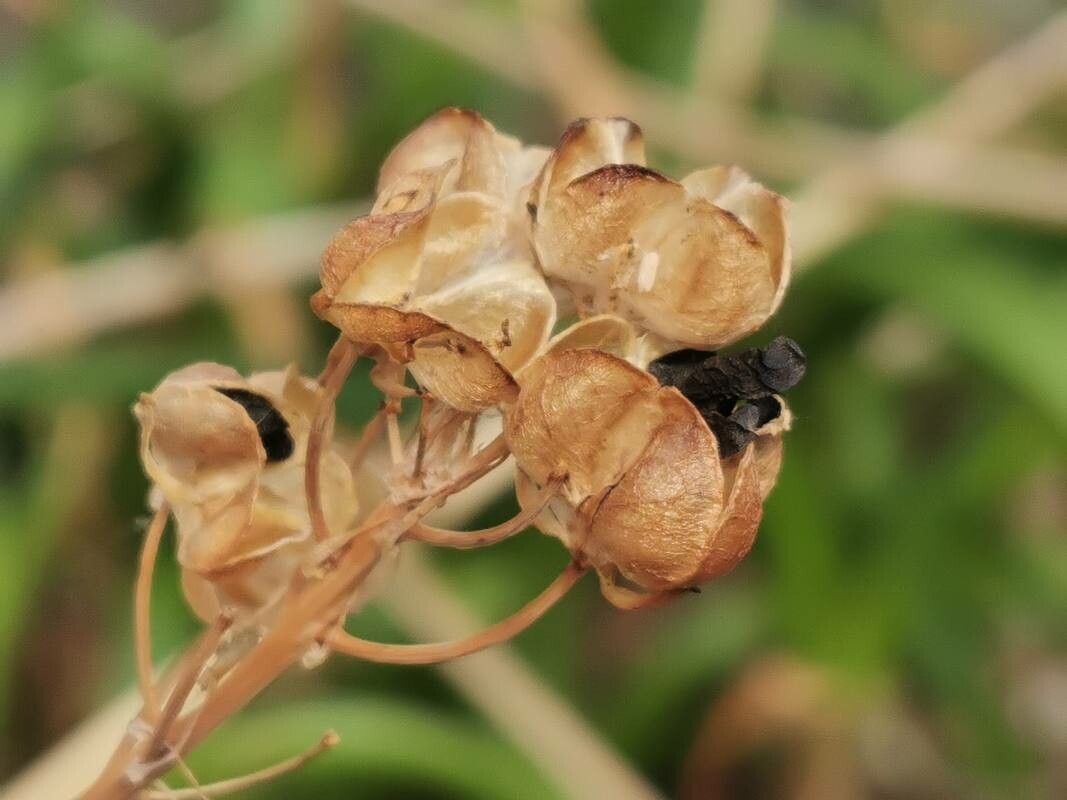 Albuca bracteata fruit