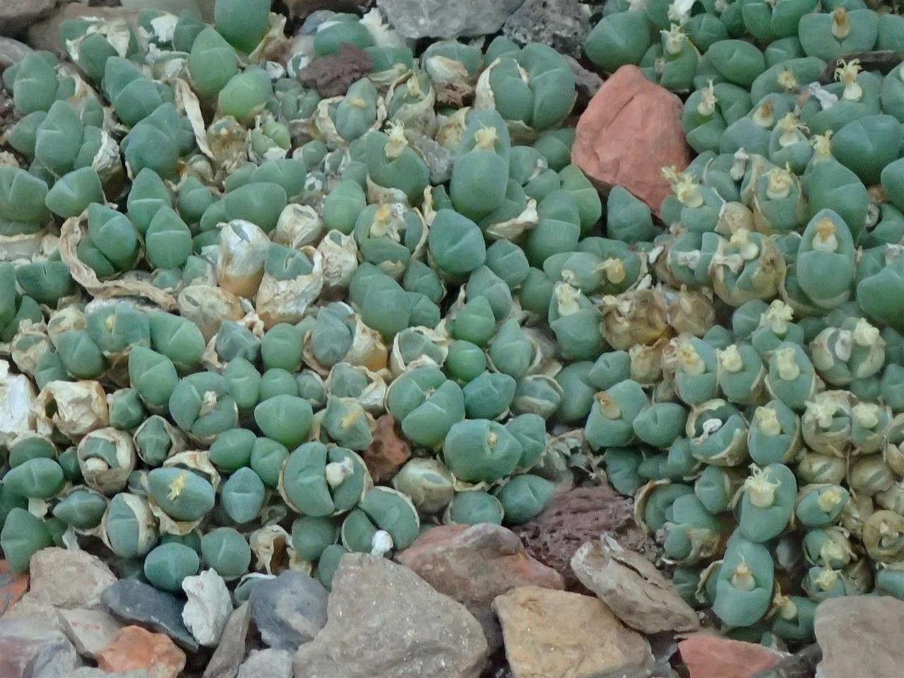 Conophytum hians habit